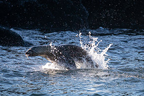 Sea Lion photo by Daniel Bianchetta