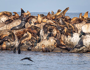 California Sea Lions and Brandt's Cormorants on the breakwater, photo by Daniel Bianchetta