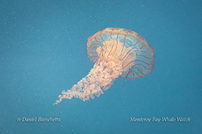 Chrysaora (Sea Nettle) photo by Daniel Bianchetta