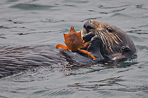 Southern Sea Otter eating a crab photo by Daniel Bianchetta