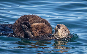 Southern Sea Otters mother and pup, photo by Daniel Bianchetta