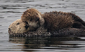 Mother and Pup Southern Sea Otters photo by Daniel Bianchetta