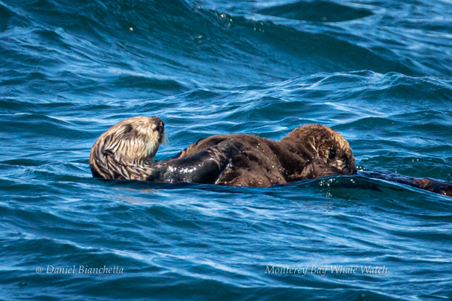 Southern Sea Otters mom and pup, photo by Daniel Bianchetta
