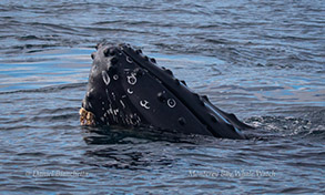 Spy-hopping Humpback Whale, photo by Daniel Bianchetta