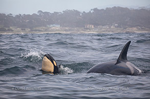 Spyhopping young Killer Whale and mom photo by Daniel Bianchetta
