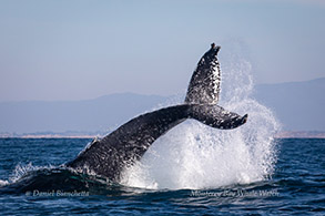 Tail-throwing Humpback Whale photo by Daniel Bianchetta