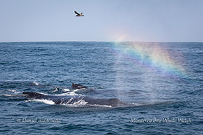 Two Humpback Whales and rainblow photo by Daniel Bianchetta