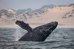 Baby Humpback Whale breaching photo by Daniel Bianchetta