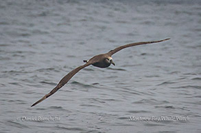 Black-footed Albatross photo by Daniel Bianchetta