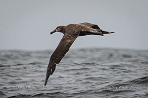 Black-footed Albatross in flight photo by Daniel Bianchetta
