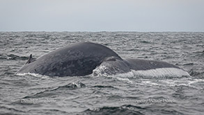 Blue Whale photo by Daniel Bianchetta