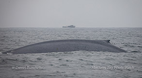 Blue Whale photo by Daniel Bianchetta