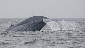 Blue Whale diving photo by Daniel Bianchetta