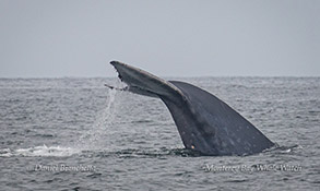 Blue Whale diving photo by Daniel Bianchetta
