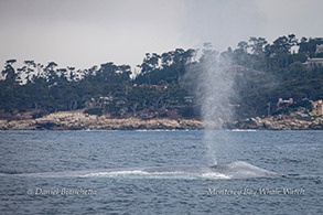 Blue Whale spout photo by Daniel Bianchetta