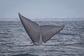 Blue Whale tail photo by Daniel Bianchetta