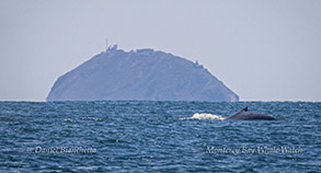 Blue Whale with Pt Sur in background photo by Daniel Bianchetta