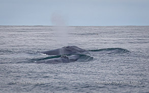 Blue Whales cow and calf photo by Daniel Bianchetta