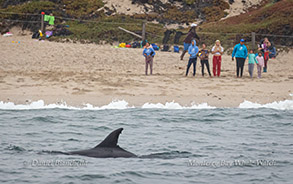 Bottlenose Dolphin observed by people on the beach photo by Daniel Bianchetta