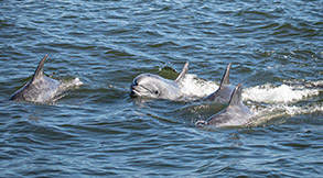 Bottlenose Dolphins photo by Daniel Bianchetta
