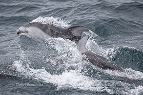 Bow-riding Pacific White-sided Dolphins photo by Daniel Bianchetta