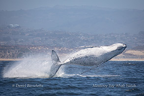 Breaching Humpback Whale completely out of the water photo by Daniel Bianchetta