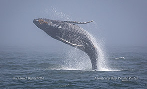 Breaching Humpback Whale calf photo by Daniel Bianchetta