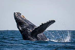 Breaching Humpback Whale photo by Daniel Bianchetta