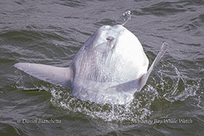 Breaching Mola Mola photo by Daniel Bianchetta