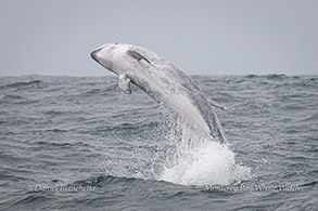 Breaching Risso's Dolphin sequence - frame 1 photo by Daniel Bianchetta