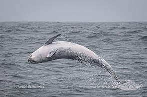 Breaching Risso's Dolphin sequence - frame 2 photo by Daniel Bianchetta
