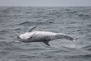 Breaching Risso's Dolphin sequence - frame 3 photo by Daniel Bianchetta