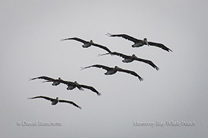 Brown Pelicans photo by Daniel Bianchetta