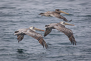 Brown Pelicans photo by Daniel Bianchetta