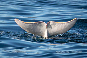 Tail of Risso's Dolphin Casper photo by Daniel Bianchetta