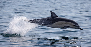 Common Dolphin photo by Daniel Bianchetta