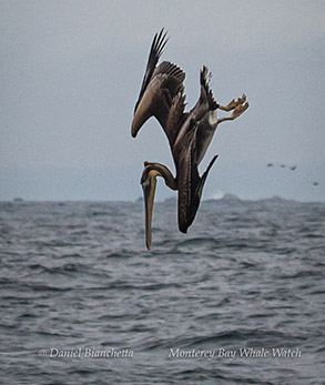 Diving Brown Pelican photo by Daniel Bianchetta