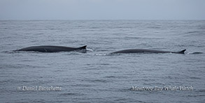 Fin Whales photo by Daniel Bianchetta