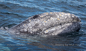 Friendly Gray Whale photo by Daniel Bianchetta