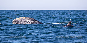 Gray Whale and Risso's Dolphin photo by Daniel Bianchetta