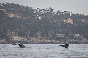 Gray Whales photo by Daniel Bianchetta