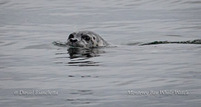 Harbor Seal photo by Daniel Bianchetta
