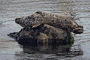 Harbor Seal resting on a rock photo by Daniel Bianchetta