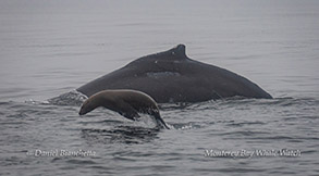Humpback Whale and Sea Lion photo by Daniel Bianchetta