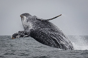 Humpback Whale calf breaching photo by Daniel Bianchetta