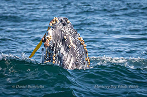 Humpback Whale calf kelping photo by Daniel Bianchetta
