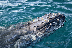 Humpback Whale close-up photo by Daniel Bianchetta
