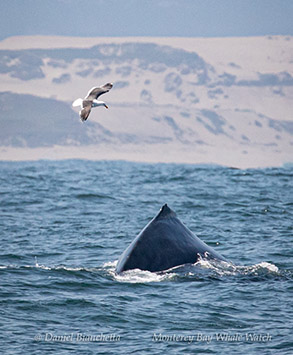 Humpback Whale photo by Daniel Bianchetta