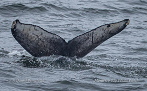 Humpback Whale fluke photo by Daniel Bianchetta
