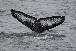 Humpback Whale fluke photo by Daniel Bianchetta